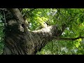 Sweet chestnut identification