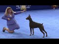 Doberman Pinscher, 2018 National Dog Show, Working Group