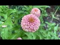 How to Harvest Zinnia Seeds