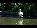 Čáp bílý, White Stork, Weißstorch, Ooievaar, Bocian biały, Cigogne blanche, Cigüeña blanca