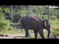 Daily routine of wild elephants Elephant soul