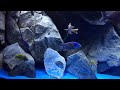 Aulonocara and Haplochromis sp. update[wild/domestic]