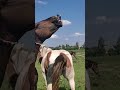 Stallion went for a walk in a herd of mares ।  Beautiful Horses