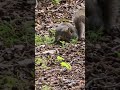 squirrel at longleat