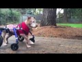 Fully Supported Dog Wheelchair