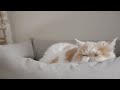(Cat Cam) STUDY WITH MY CAT - LOFI BEAT to SLEEP OR STUDY | Cat Comfort / Sleepy Cat Music