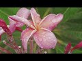 Enchanting Tropical Breeze - Healing Flute Melodies for the Heart and Soul - 4K