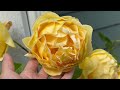 TRANSFORM YOUR GARDEN ||JUNE  2024  ROSE  GARDEN TOUR