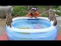 Monkey Kako With Baby Luna And Baby Nina Enjoying New Big Swimming Pool