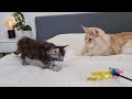 Little Kittens Meet Big Uncle Buster for the First Time!