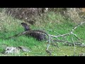 Moorhen Chick and Otter on the Lancaster Canal