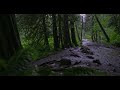 4 K Rainy Muddy Forest Scenes and Sounds To Relax Read Sleep