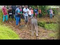 Baby elephant jumps to say he can't go යන්න බෑ කියා වලට පෙන්න පැන්න අලි බබා Elephant soul
