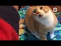 Attack kitty episode 2 (animal Voiceover) (clean)