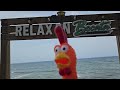 El Pollo en la playa