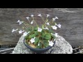 mini and micro Sinningia breeding project March flowers Slideshow