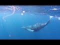 Free diving with Humpback whales