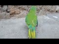 pili choch mitthu awaaz || The Plum-Headed Parakeet Voice