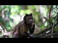 Monkey Adventures 8K ULTRA HD - Relaxing Movie Beautiful Scenery And Soothing Music