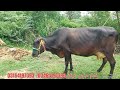 غلام عباس کرنانہ 1 گائے برائے فروخت 27 جولائی 2024 karnana channel