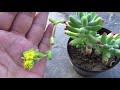 SEDUM | PLANTA SEDUM  RUBROTINCTUM | CUIDADOS | 🌵🌿🌵