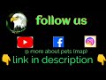 breeding and caring tips for guineaa pig | tamil | more about pets | MAP |