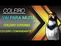 VAI PARA MUDA!  COLEIRO CORONEL  E COLEIRO COMANDANTE