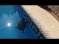 Turtles In The Pool 🔴 Tortugas En La Piscina - Exotic And Aquatic Turtles - Tortugas De Agua Fria