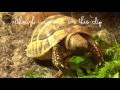 Tortoise Substrates