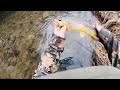 Catching a GIANT WILD BROWN TROUT In A Small PA Stream (2024) #troutfishing #trout #fishing