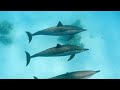 Océano 4K - Animales Marinos Para Relajarse - Hermosos Peces de Arrecife de Coral en el Acuario #1