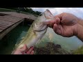 Schooling Tiger Bass Attack Bluegills at the 5 Acre Pond!