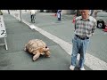 【Long version】 Giant tortoise 