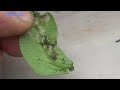 Tomato Pinworm | Keiferia lycopersicella | How To Spot Them And Remove Them