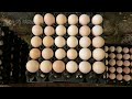 FULL VIDEO: 190 Days Of Raising Chickens For Eggs - Chicken Farming - Poultry Farming