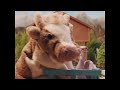 Rex Orange County - AMAZING (Official Video)