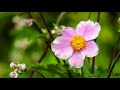 Morning Relaxing Music - Beautiful Piano Music for Stress Relief (Newtown)