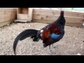 Kong's Southeast Asian Red Junglefowl - Foundation Rooster #2 (Eclipse Molt)