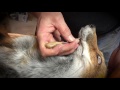 Step 23~ Red Fox ~ How to Create a Look     The Head