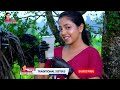 🥥✨ Ultimate Sri Lankan Elixir: King Coconut Drink Recipe! 🌴🇱🇰 රස ගුණ පිරි තැබිලි පානය
