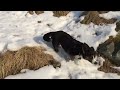 Welsh Corgi running in slowmo