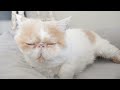 (Cat Cam) Sleepy Cat - Lofi Hip Hop Mix [Chill Beats] Sleepy Cat Music
