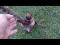 Baby Sloth Learning to Climb