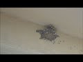 Las Cruces New Mexico Swallows; Episode 3