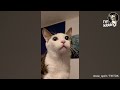 These Cats Speak English Better Than Hooman!