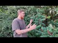 Sumac Edible Uses- Identification of Smooth Sumac