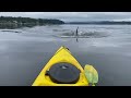 Orca Encounter on Kayak
