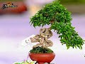 61 inspirasi konsep Bonsai Expose Root // inspiration for the exposed root bonsai concept