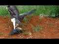 Martial Eagle Killing a Guinea Fowl