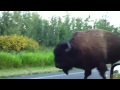 Bison Standoff in Elk Island